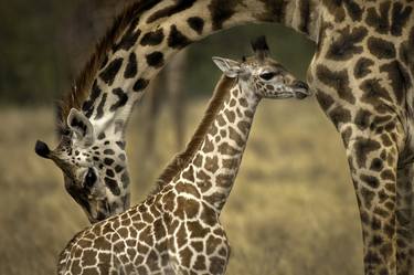 Mother Giraffe Maasai Mara National Reserve is an area of preserved savannah wilderness in southwestern Kenya, along the Tanzanian border. - Limited Edition of 100 thumb