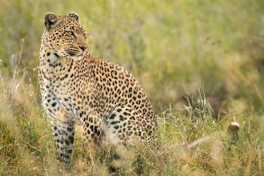 Leopard, The Serengeti ecosystem is a geographical region in Africa, spanning northern Tanzania. - Limited Edition of 100 thumb