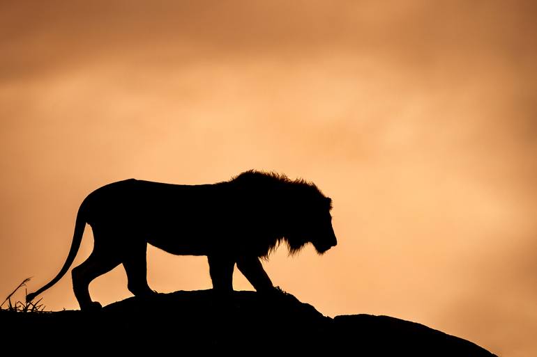 Print of Documentary Animal Photography by Yarin Klien