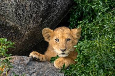 Lion cub, Maasai Mara National Reserve is an area of preserved savannah wilderness in southwestern Kenya, along the Tanzanian border. - Limited Editio thumb