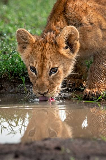 Lion cub, Maasai Mara National Reserve is an area of preserved savannah wilderness in southwestern Kenya, along the Tanzanian border. - Limited Edition of 100 thumb