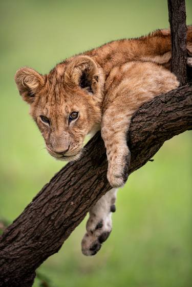 Lion cub, Maasai Mara National Reserve is an area of preserved savannah wilderness in southwestern Kenya, along the Tanzanian border. - Limited Editio thumb