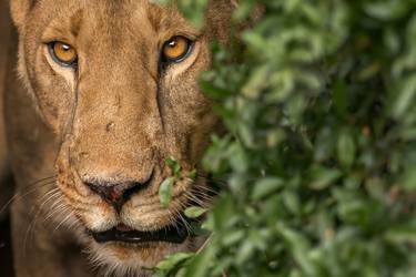 Lioness, The Serengeti ecosystem is a geographical region in Africa, spanning northern Tanzania. - Limited Edition of 100 thumb