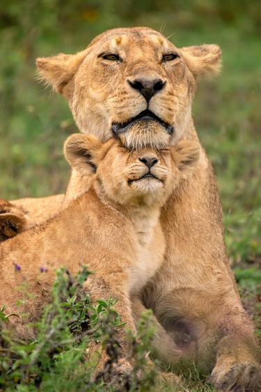 Lions Mother's Day Ndutu Lake Lake in Tanzania - Limited Edition of 100 thumb