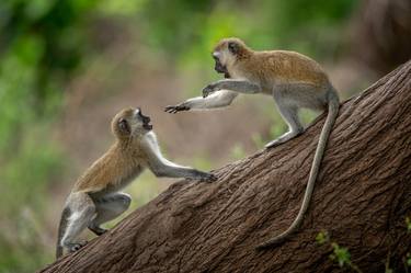 Monkeys Lake Manyara. - Tanzania - Limited Edition of 100 thumb
