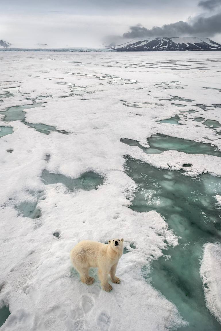 Print of Documentary Animal Photography by Yarin Klien