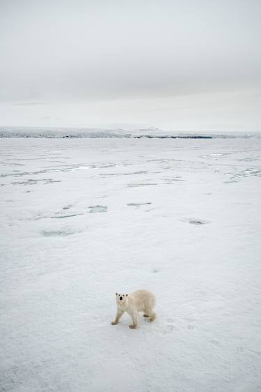 The polar bear – also known as the King of the Arctic – is one of the world's largest carnivores, Svalbard Norway. - Limited Edition of 100 thumb