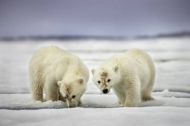 Polar Bears Cubs – also known as the King of the Arctic – is one of the world's largest carnivores, Svalbard Norway. - Limited Edition of 100 thumb
