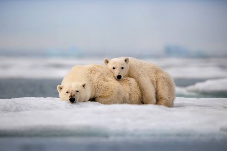 Polar Bears Family – also known as the King of the Arctic – is one of the  world&#39;s largest carnivores, Svalbard Norway. - Limited Edition of 100  Photography by Yarin Klien | Saatchi Art