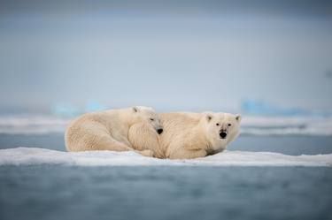 Polar Bears Family – also known as the King of the Arctic – is one of the world's largest carnivores, Svalbard Norway. - Limited Edition of 100 thumb