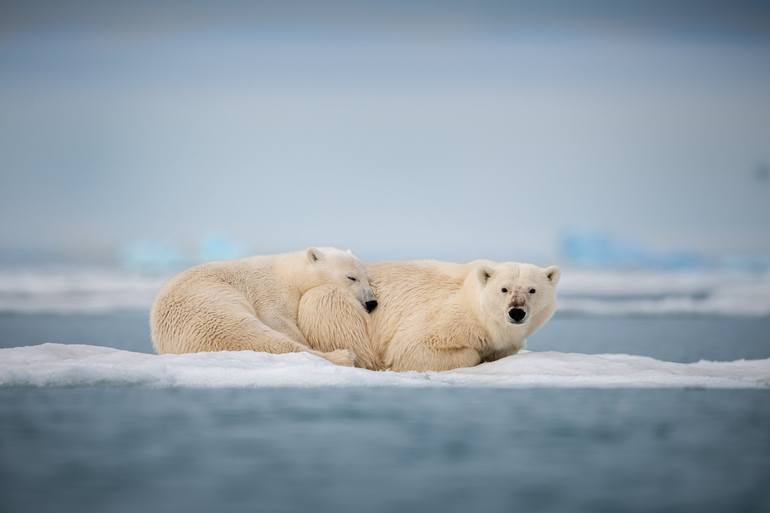 Print of Documentary Animal Photography by Yarin Klien