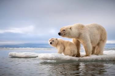 Polar Bears Family – also known as the King of the Arctic – is one of the world's largest carnivores, Svalbard Norway. - Limited Edition of 100 thumb