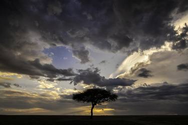 Sunset tree in Maasai Mara National Reserve is an area of preserved savannah wilderness in southwestern Kenya, along the Tanzanian border. - Limited E thumb
