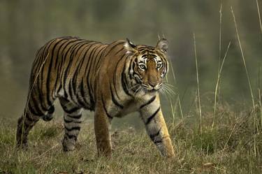 Tiger - Kabini forest - India - Limited Edition of 25 thumb