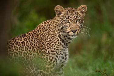 Leopard at sunset, The Masai Mara ecosystem is a geographical region in Africa, spanning northern Kenya - Limited Edition of 50 thumb