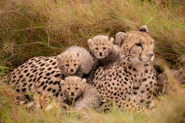 Leopard with cubs at sunset, The Masai Mara ecosystem is a geographical region in Africa, spanning northern Kenya - Limited Edition of 20 thumb