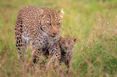Leopard and a cub at sunset, The Masai Mara ecosystem is a geographical region in Africa, spanning northern Kenya - Limited Edition of 25 thumb