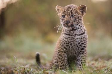 Leopard cub at sunset, The Masai Mara ecosystem is a geographical region in Africa, spanning northern Kenya - Limited Edition of 25 thumb