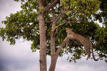 Leopard laying on a tree at sunset, The Masai Mara ecosystem is a geographical region in Africa, spanning northern Kenya - Limited Edition of 25 thumb