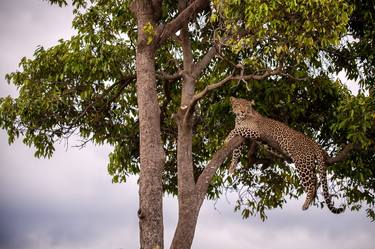 Original Documentary Tree Photography by Yarin Klien