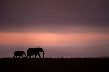 Elephants at sunset, The Masai Mara ecosystem is a geographical region in Africa, spanning northern Kenya - Limited Edition of 30 thumb