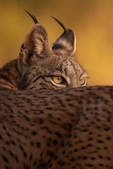Iberian Lynx Serengeti Tanzania Africa. Maasai Mara National Reserve is an area of preserved savannah wilderness in southwestern Kenya, along the Tanzanian border - Limited Edition of 30 thumb