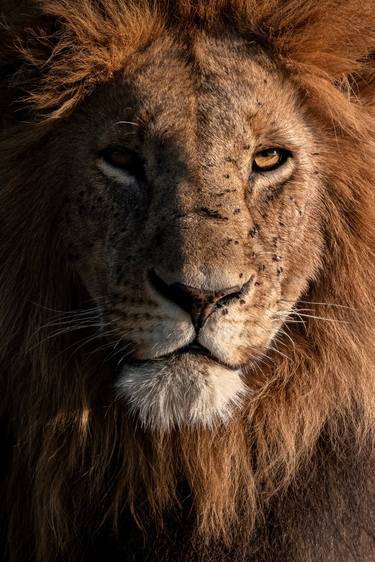 Lion at sunset, Maasai Mara National Reserve is an area of preserved savannah wilderness in southwestern Kenya, along the Tanzanian border. - Limited Edition of 30 thumb