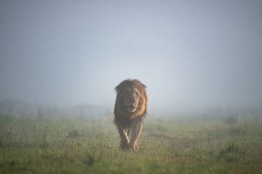 Lion at sunset, Maasai Mara National Reserve is an area of preserved savannah wilderness in southwestern Kenya, along the Tanzanian border. - Limited Edition of 30 thumb