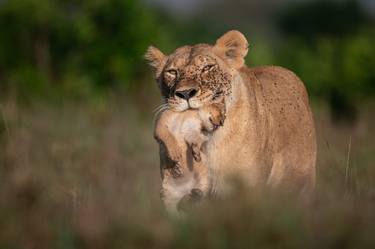 Lioness carrying her cub, Maasai Mara National Reserve is an area of preserved savannah wilderness in southwestern Kenya, along the Tanzanian border. - Limited Edition of 30 thumb