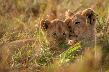 Lioness with her cub, Maasai Mara National Reserve is an area of preserved savannah wilderness in southwestern Kenya, along the Tanzanian border. - Limited Edition of 50 thumb