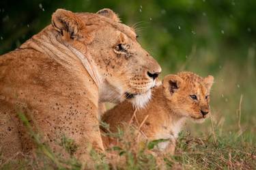 Lioness with her cub, Maasai Mara National Reserve is an area of preserved savannah wilderness in southwestern Kenya, along the Tanzanian border. - Limited Edition of 35 thumb