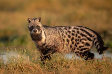 African Civet in Maasai Mara National Reserve in Kenya Africa thumb