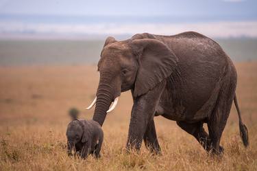Elephant With Cub Walking in Maasai Mara National Reserve Kenya thumb
