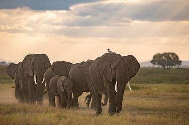 Elephants Family Walking in Maasai Mara National Reserve Kenya thumb