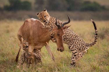 Cheetah in Maasai Mara National Reserve Kenya thumb