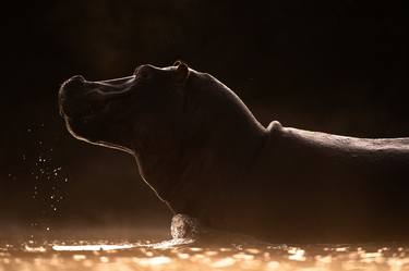 Print of Documentary Animal Photography by Yarin Klien