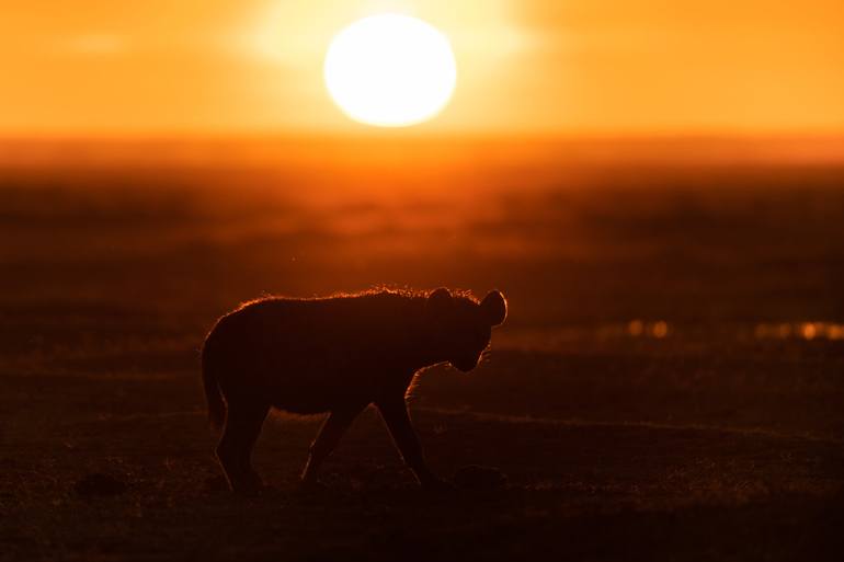 Print of Documentary Animal Photography by Yarin Klien