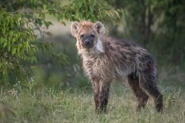 Hyena cub in Maasai Mara National Reserve Kenya thumb