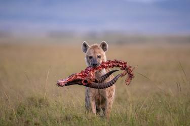 Hyena with prey in Maasai Mara National Reserve Kenya thumb
