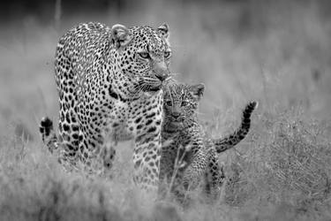 Leopard with a cub at Maasai Mara National Reserve Kenya thumb
