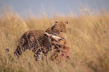 Leopard With Prey at Maasai Mara National Reserve Kenya thumb