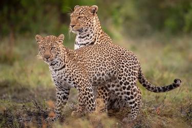 Print of Documentary Animal Photography by Yarin Klien