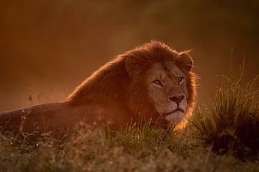 Lion, sunrise at Maasai Mara National Reserve Kenya thumb