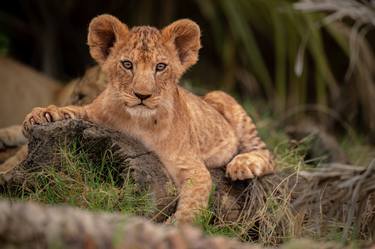 Print of Documentary Animal Photography by Yarin Klien