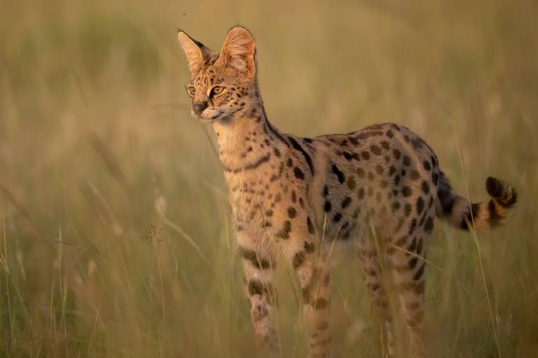 Print of Documentary Animal Photography by Yarin Klien