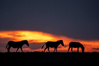 Original Documentary Animal Photography by Yarin Klien