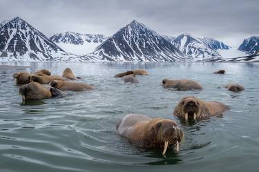 Original Documentary Animal Photography by Yarin Klien