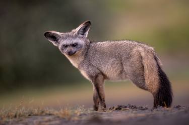 Bat Eared Fox Tanzania thumb