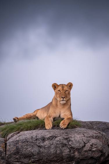 Lioness, Serengeti national park in Tanzania thumb