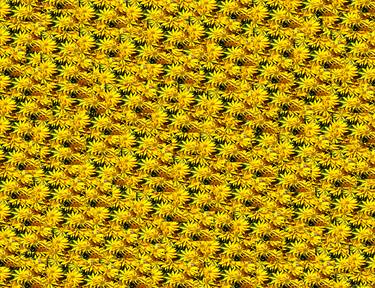 Bed of yellow flowers (Limited Edition 4 of 10) thumb